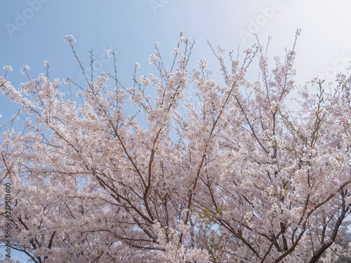 桜の花