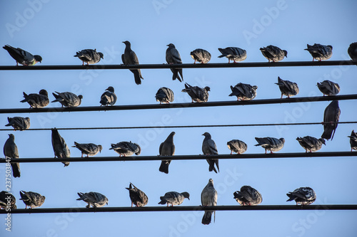 many pigeon birds standing on electrical power wires with white cloud and blue sky background