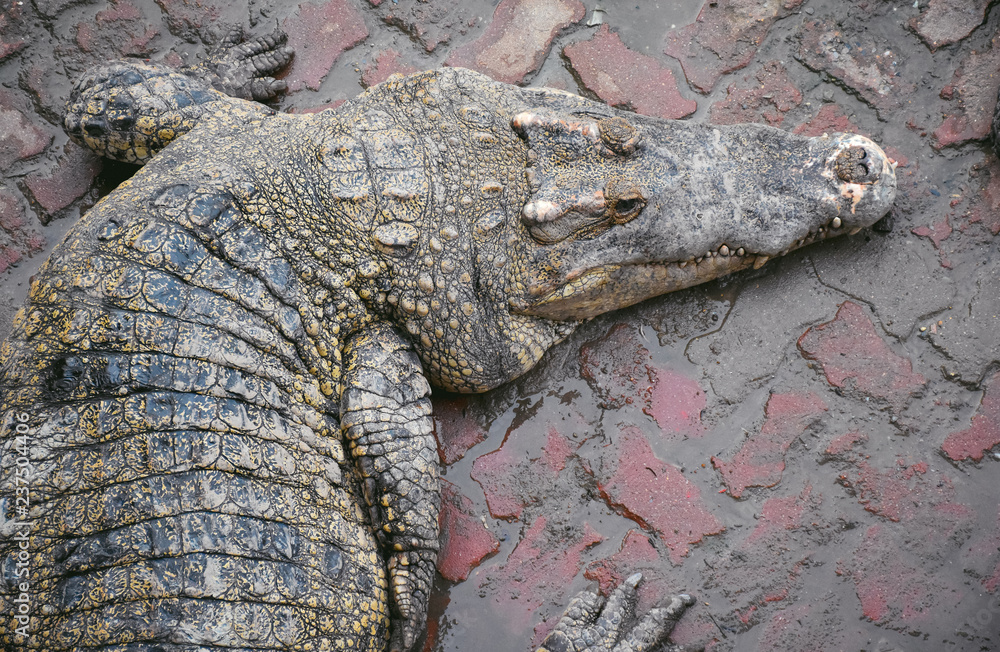 Fototapeta premium Crocodiles Resting at Crocodile Farm in Thailand,have a noise