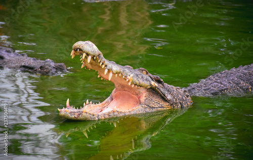 Crocodile with open jaws. Profile of a crocodile in a pond with green water. Open mouth and sharp teeth. Intense yellow eyes.,have a noise