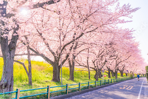 日本の春 埼玉県 熊谷桜堤の桜並木と菜の花