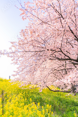 日本の春 埼玉県 熊谷桜堤の桜並木と菜の花