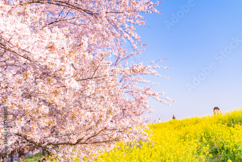 日本の春 埼玉県 熊谷桜堤の桜並木と菜の花