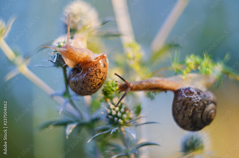 Wild snails crawling on plants in nature in summer Wild snails crawling on plants in nature in summer