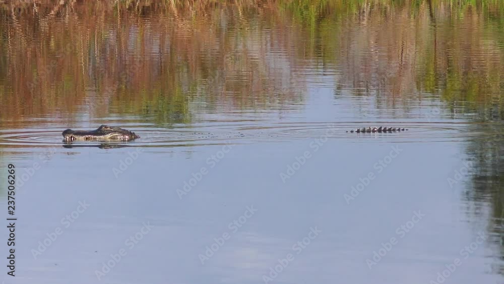 large alligator swims and opens its mouth large alligator swims and opens its mouth