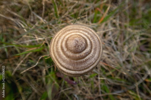 Entoloma translucidum is a small ringed brown shaded conical fungi 