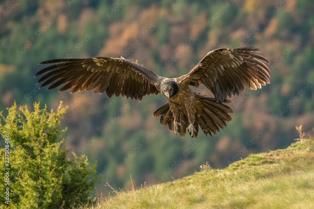 Fototapeta premium lammergeier Gypaetus barbatus