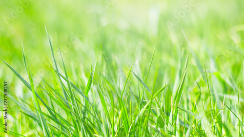 spring background, juicy green young grass, spring, bright background, texture