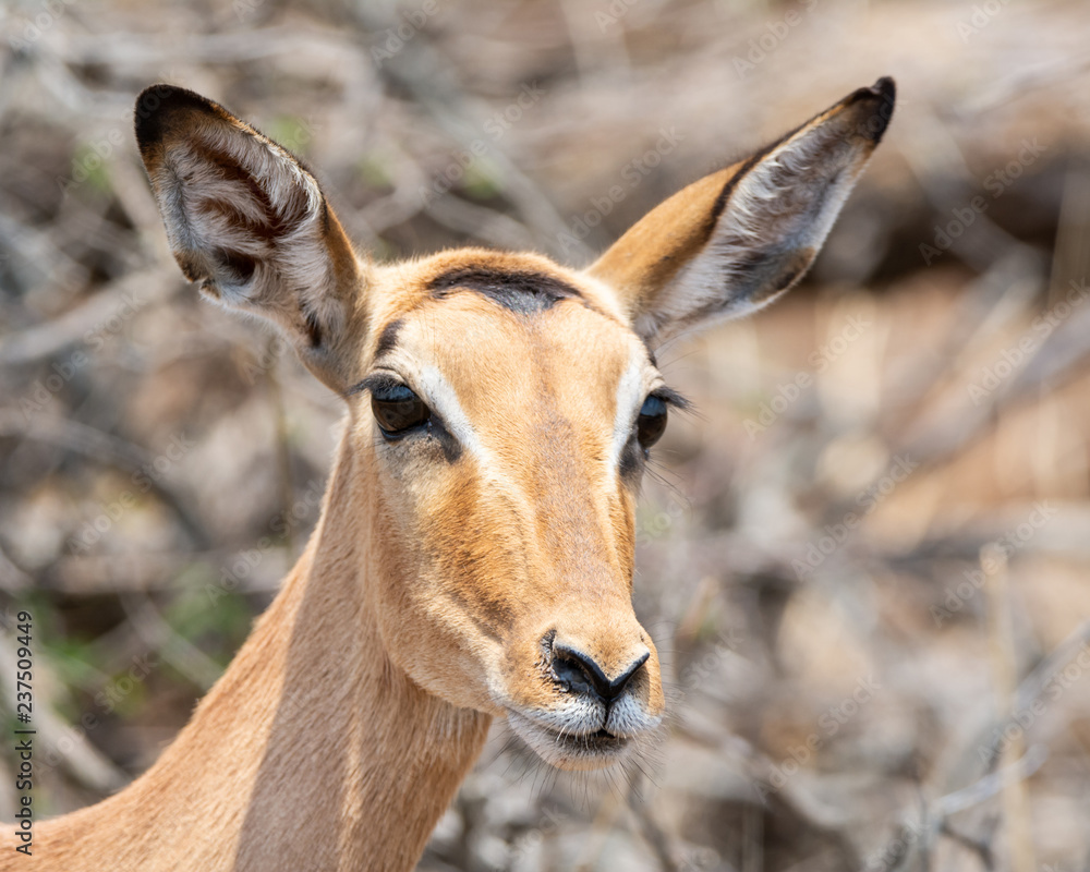 Female Impala