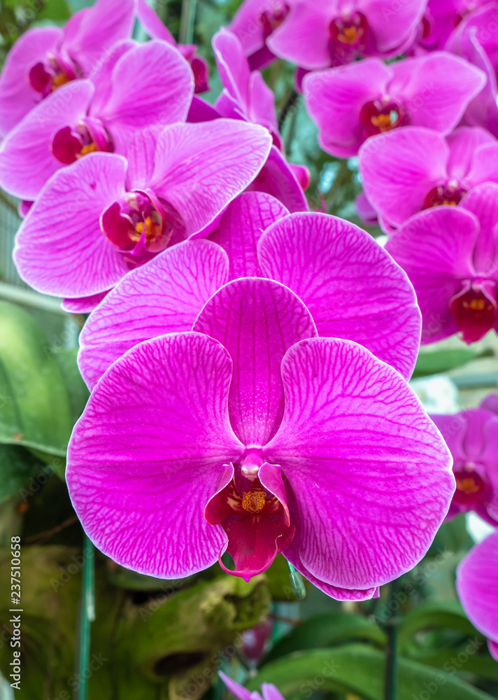 Fototapeta premium Beautiful pink orchid flower on nature background