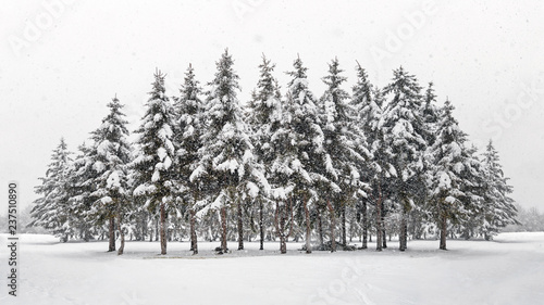Coniferous trees covered with snow during a snowstorm.