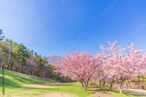 日本の春 福島県 猪苗代 昭和の森の桜並木