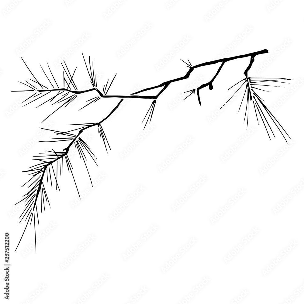 Christmas tree branch. Vector illustration of a pine branch. Christmas tree branch hand drawn.