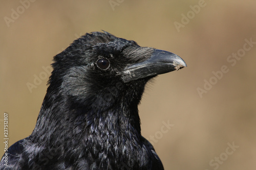 A head shot of a pretty Carrion Crow  Corvus corone .