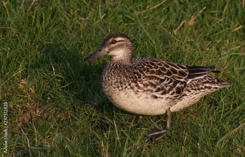 A rare female Garganey  Anas querquedula  standing on the grass in evening light. A summer visitor to the UK.