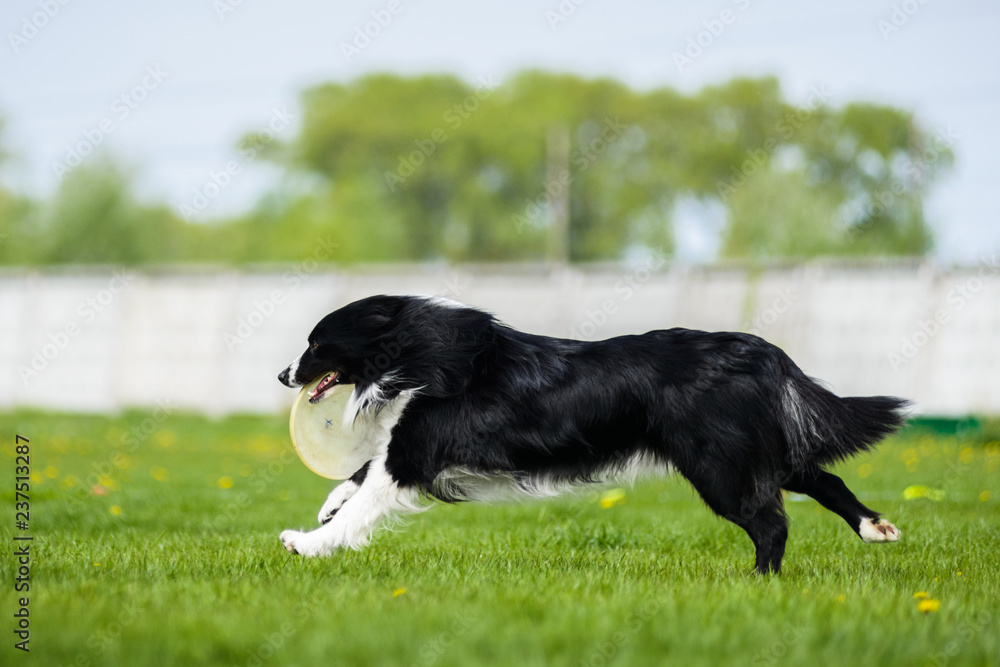 Fototapeta premium Border Collie running with frisbee disk