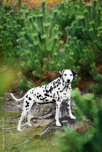 Dalmatian dog hiding behind fir-tree