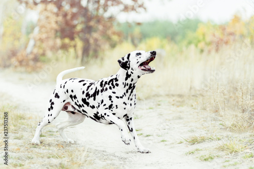 Dalmatian dog playing on golden autumn background