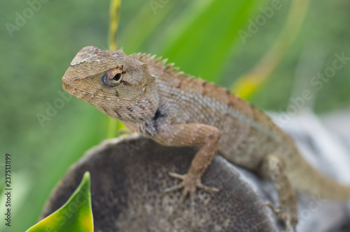 Select eye focus Lizard in thailand. Beautiful Chameleon species in Thailand perched on branch in nature.( Bearded Dragon)