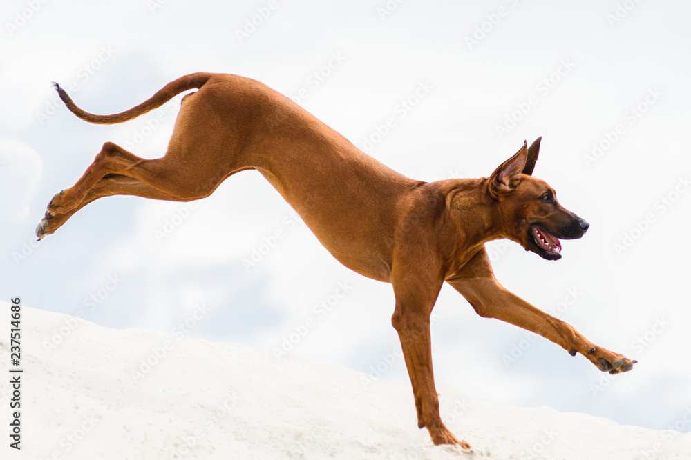 Funny Rhodesian Ridgeback running on sand against sky, ears up Funny Rhodesian Ridgeback running on sand against sky, ears up