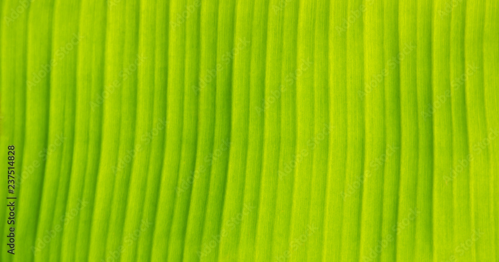 Texture background of banana Leaf, natural , green nature background and green leaves . Texture background of banana Leaf, natural , green nature background and green leaves .