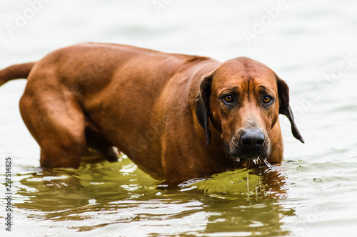 Funny embarrassed Rhodesian Ridgeback coming out of water