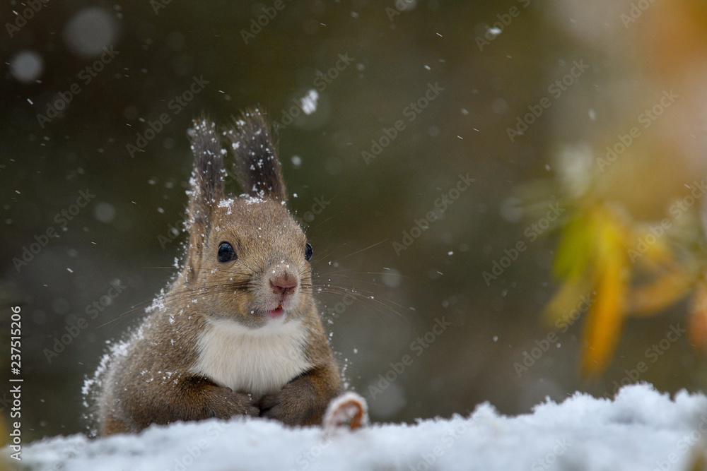 雪の日