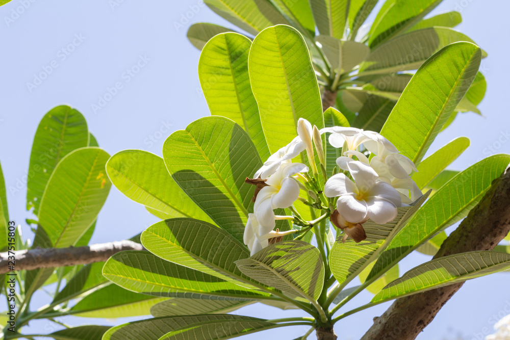 Obraz premium Soft focus of Frangipani flower, Plumeria flora, Graveyard Tree with leaves Beautiful Paper Flower vintage in the garden ,grass background blurry,Asian flowers.