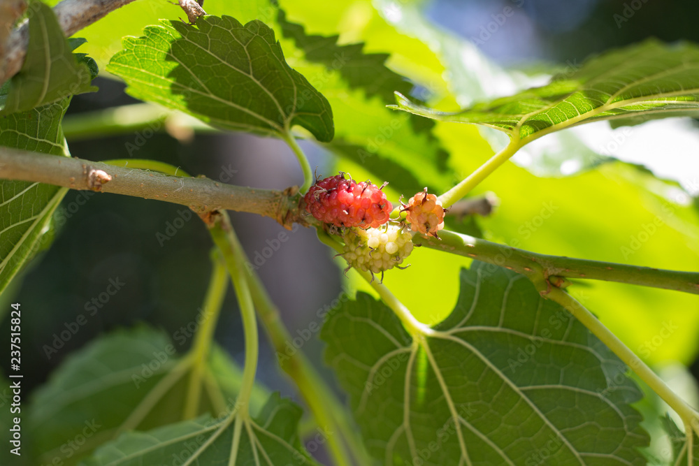 mulberry, mulberry natural, focus mulberry on branch with leafs, mulberry with bokeh background. fresh organic mulberry fruit. mulberry, mulberry natural, focus mulberry on branch with leafs, mulberry with bokeh background. fresh organic mulberry fruit.