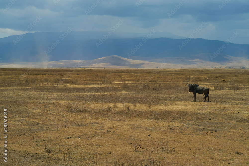 View on Ngorongoro crater , Tanzania , Africa .Safari 