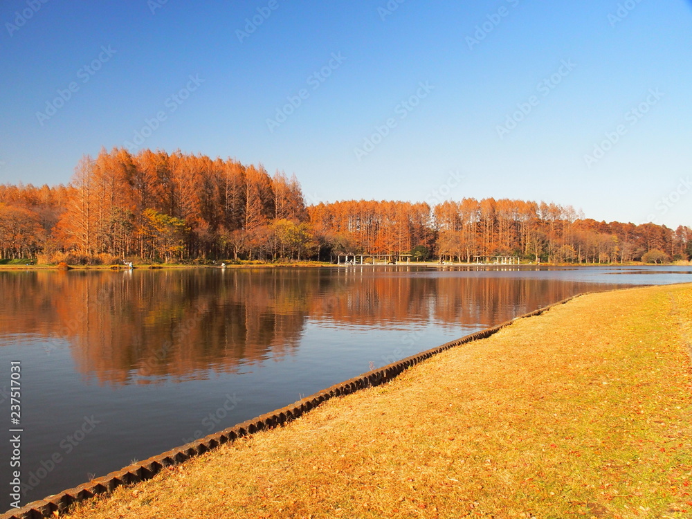 みさと公園から見る水元公園風景