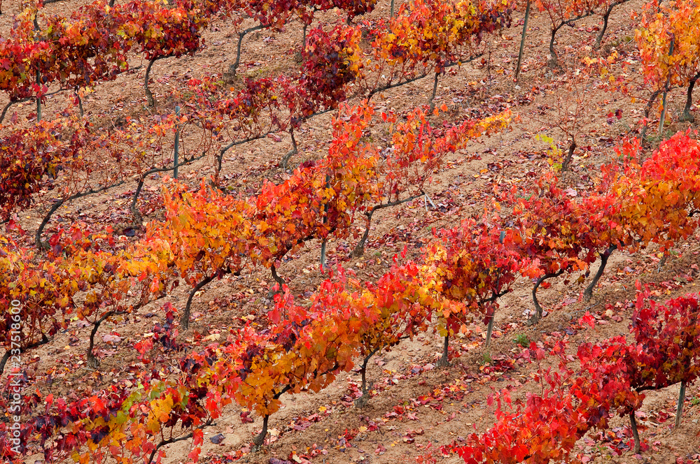viñas de colores rojizos en carriles y emparradas en la Rioja Alavesa