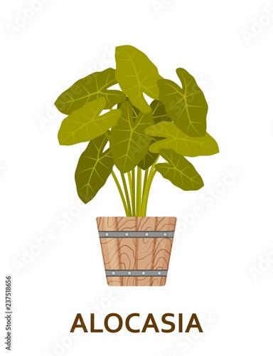 Alocasia. Decorative houseplant in pot. Florist indoor tree or interior flowerpot
