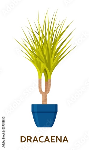 Dracaena. Decorative houseplant in pot. Florist indoor tree or interior flowerpot. Vector illustration