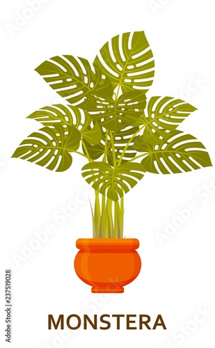 Monstera. Decorative houseplant in pot. Florist indoor tree or interior flowerpot. Vector illustration