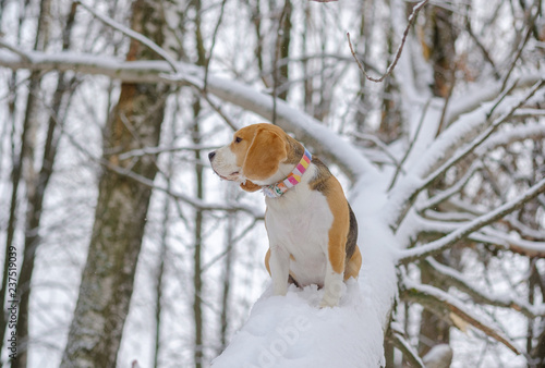 Fototapeta Naklejka Na Ścianę i Meble -  Beagle dog on a walk in the winter snow-covered Park