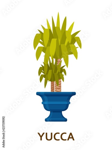 Yucca. Decorative houseplant in pot. Florist indoor tree or interior flowerpot. Vector illustration