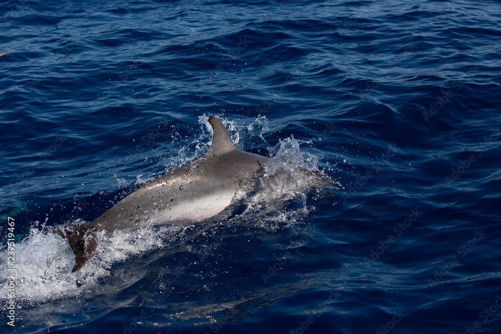 Naklejka premium Wild dolphin showing up its back from water surface.