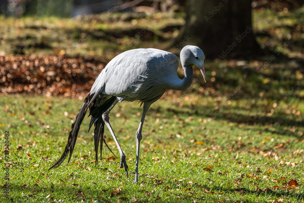 Fototapeta premium Saruskranich - Grus antigone
