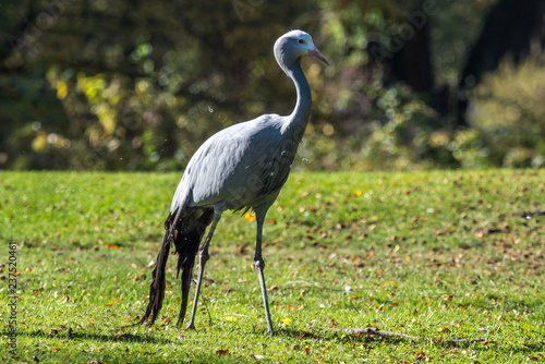 Saruskranich - Grus antigone photo