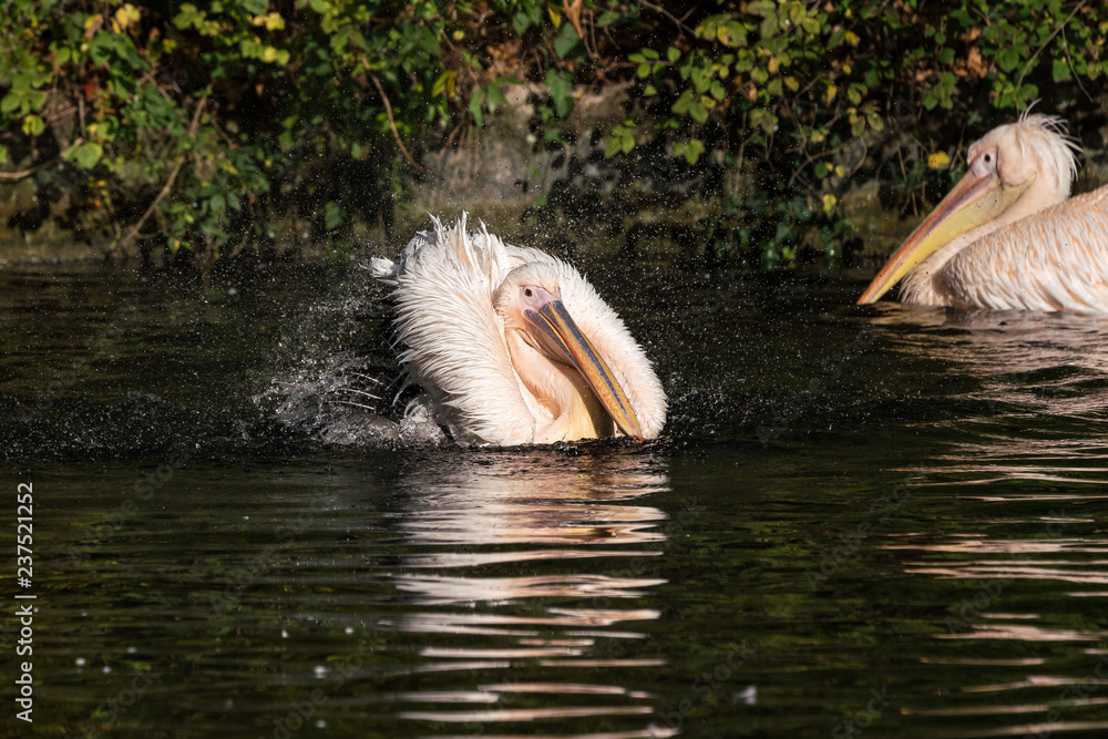 Rosa Pelikan - Pelecanus onocrotalus Rosa Pelikan - Pelecanus onocrotalus