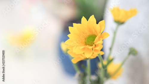 Fototapeta Naklejka Na Ścianę i Meble -  yellow Chrysanthemum