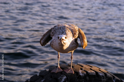 Ground war of migratory birds and seagulls in Karaköy, Istanbul photo