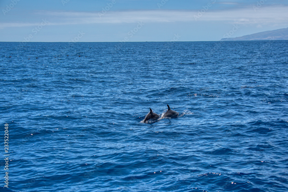 Fototapeta premium Teneriffa