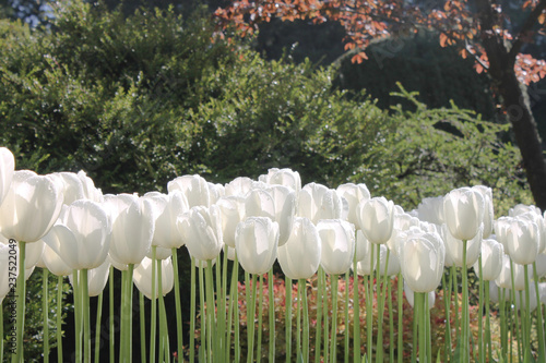 Beautiful White Tulip