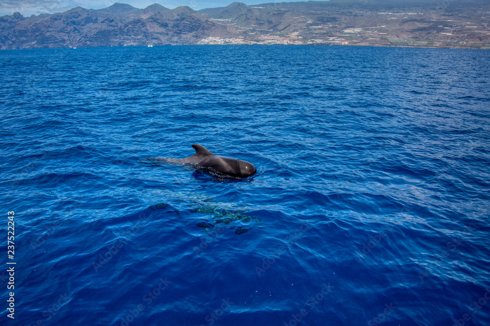 Fototapeta premium Teneriffa