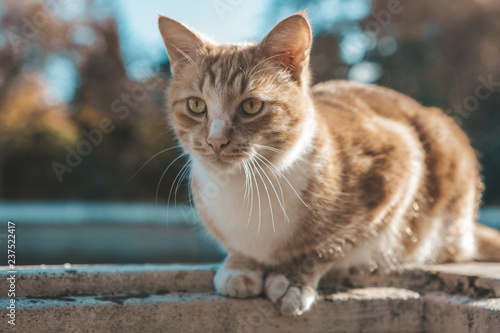 cat with green eyes