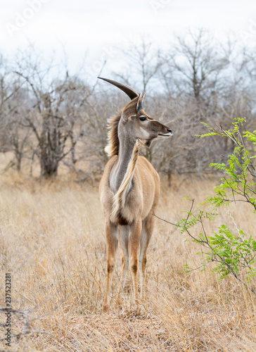 Juvenile Kudu Bull