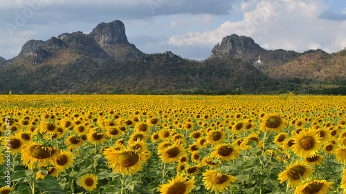 Fototapeta Naklejka Na Ścianę i Meble -  Sunflower field with mountain background