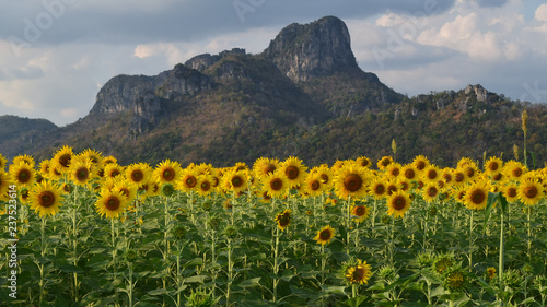 Fototapeta Naklejka Na Ścianę i Meble -  Sunflower field with mountain background